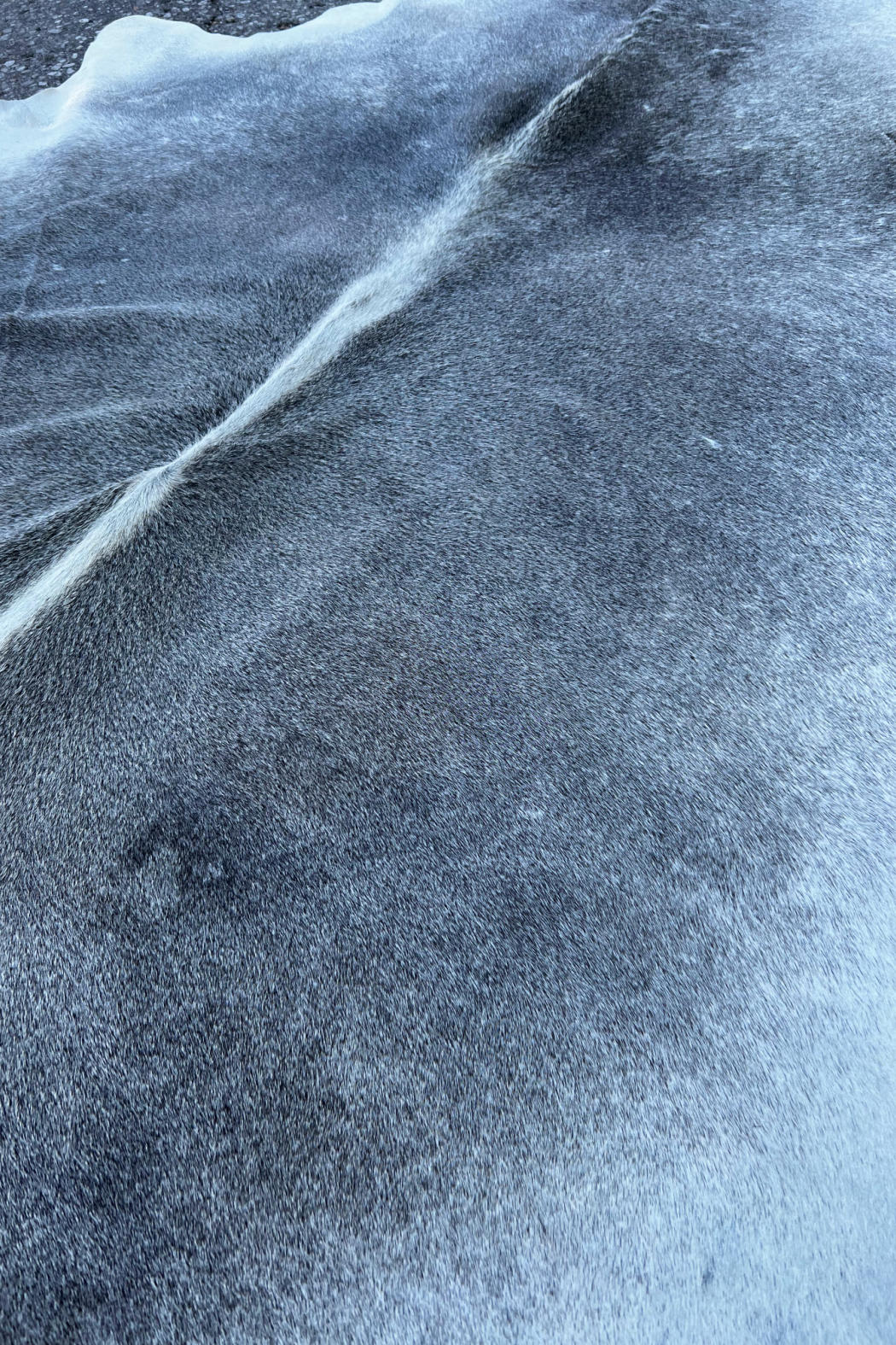 Cowhide Rug 2