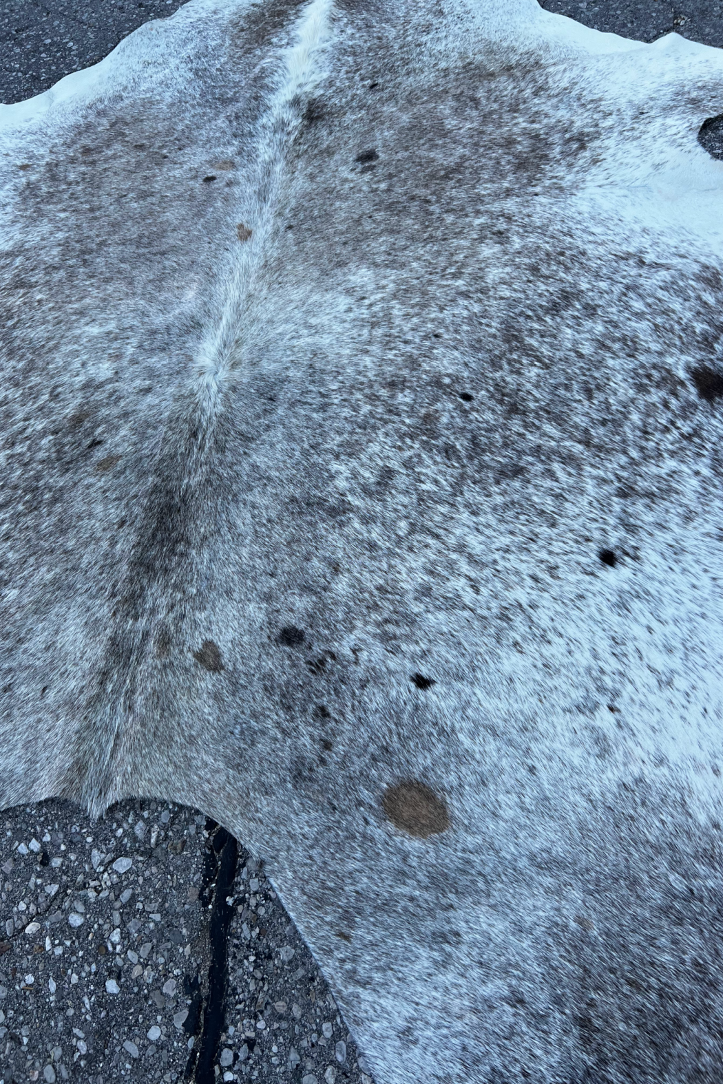 Cowhide Rug 37