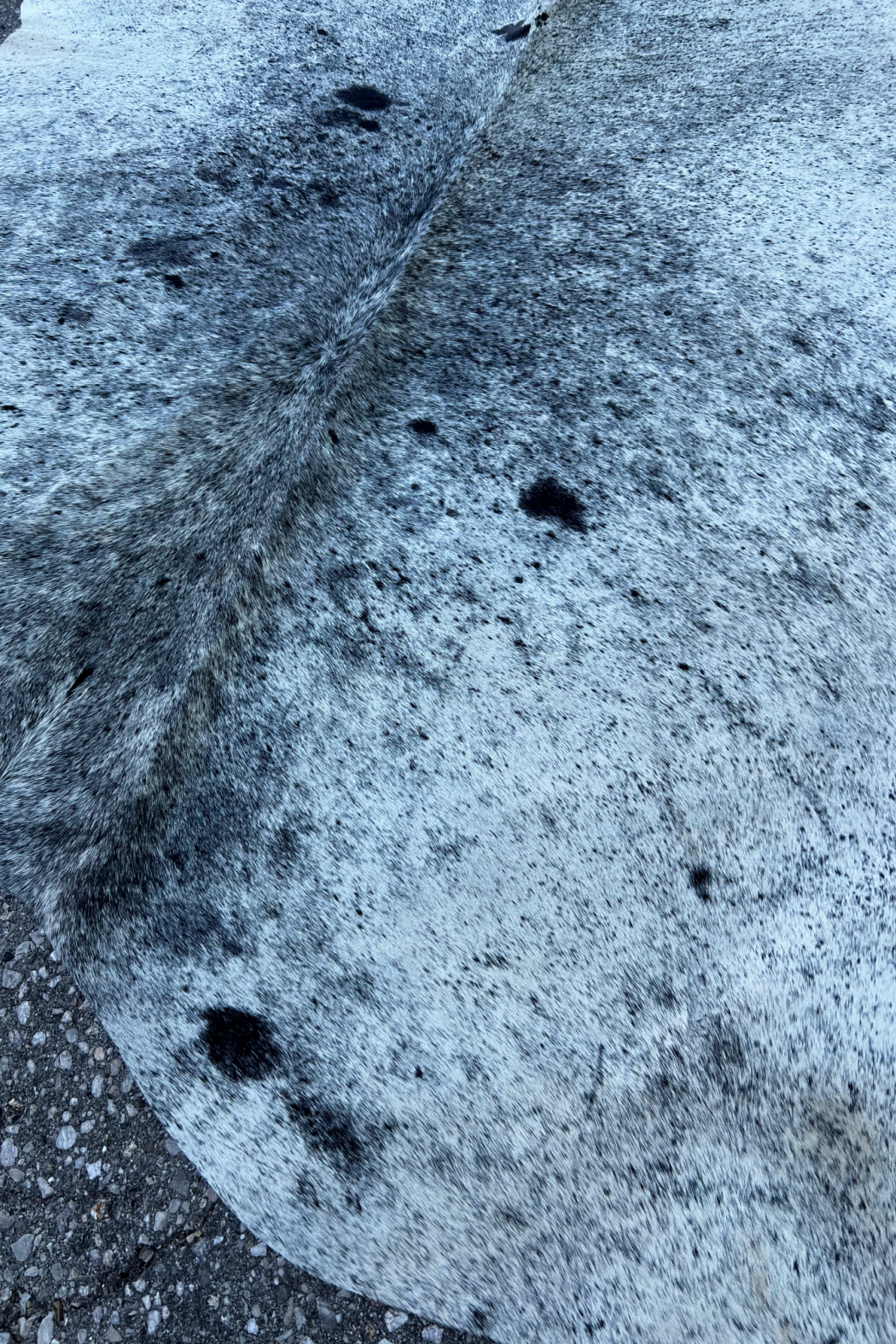 Cowhide Rug 24
