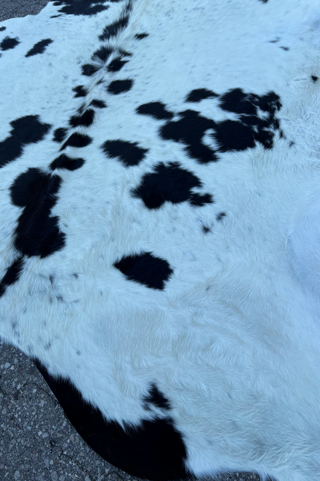 Cowhide Rug 5