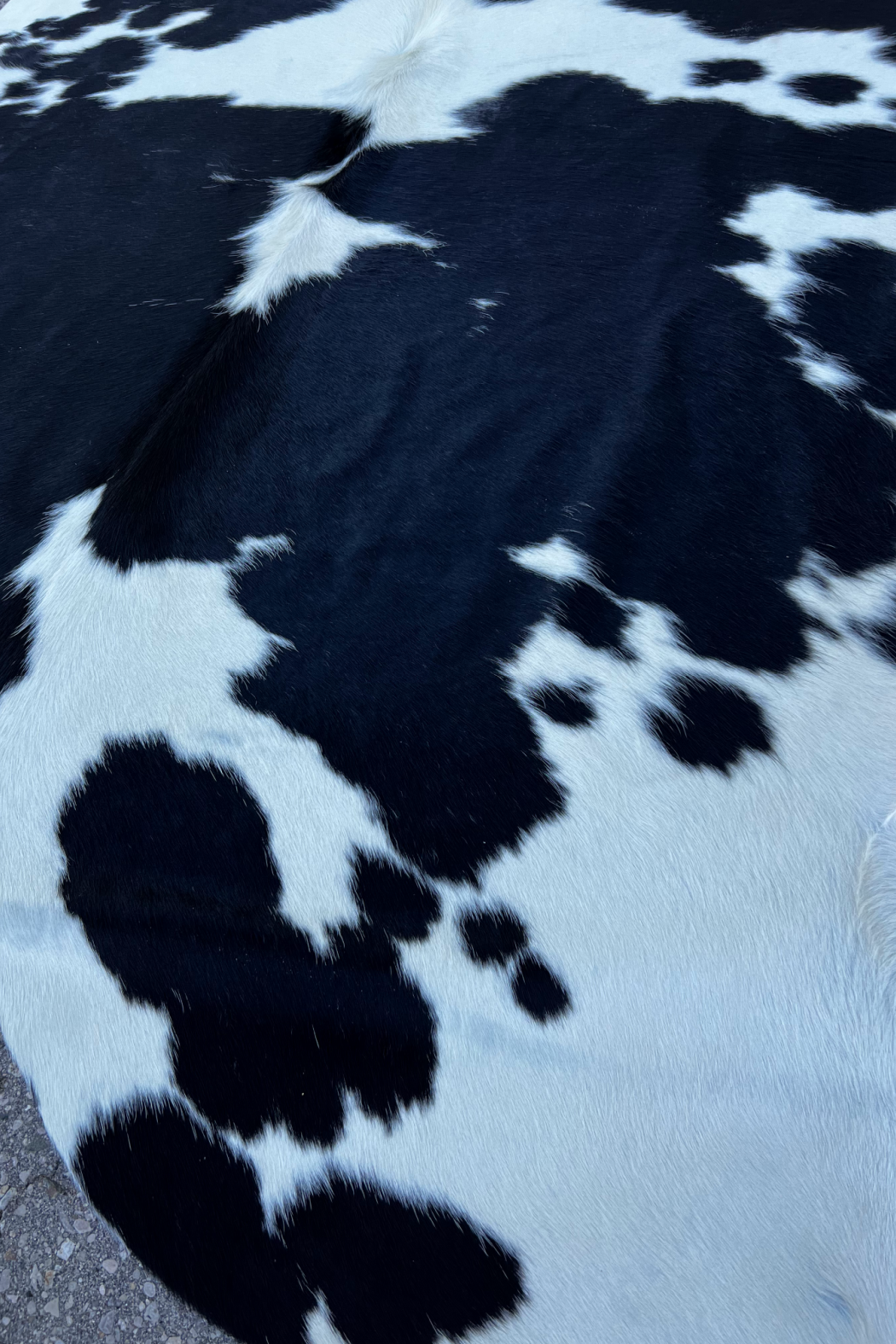 Cowhide Rug 6
