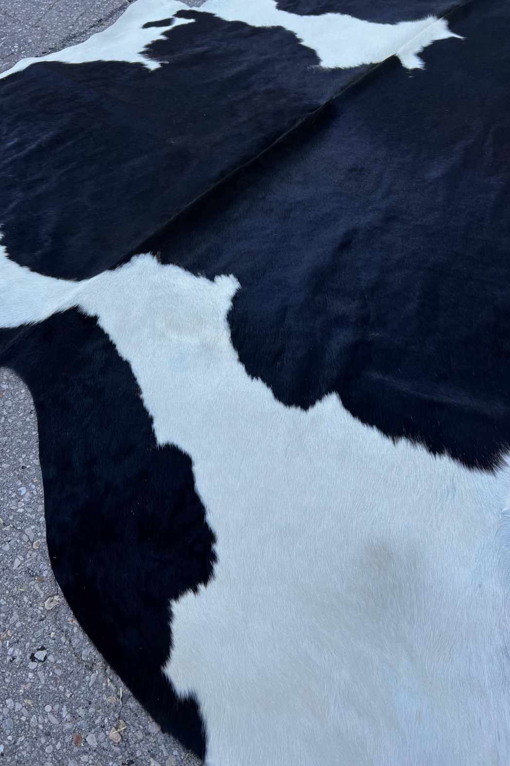 Cowhide Rug 7