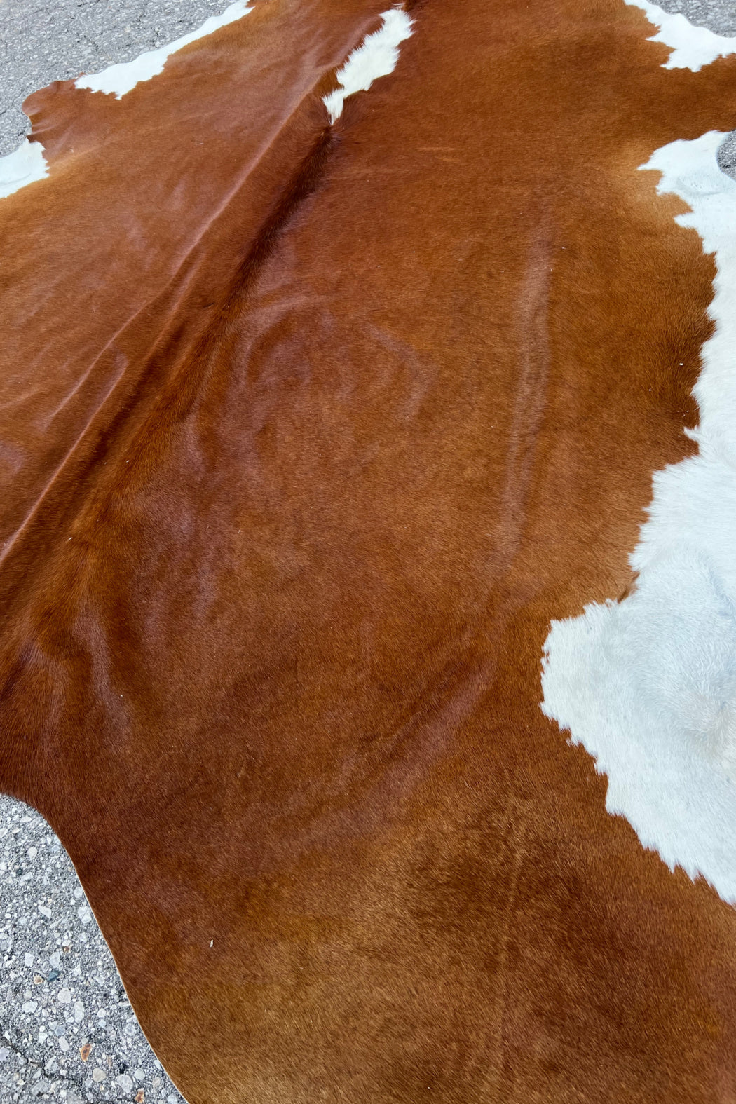 Cowhide Rug 13