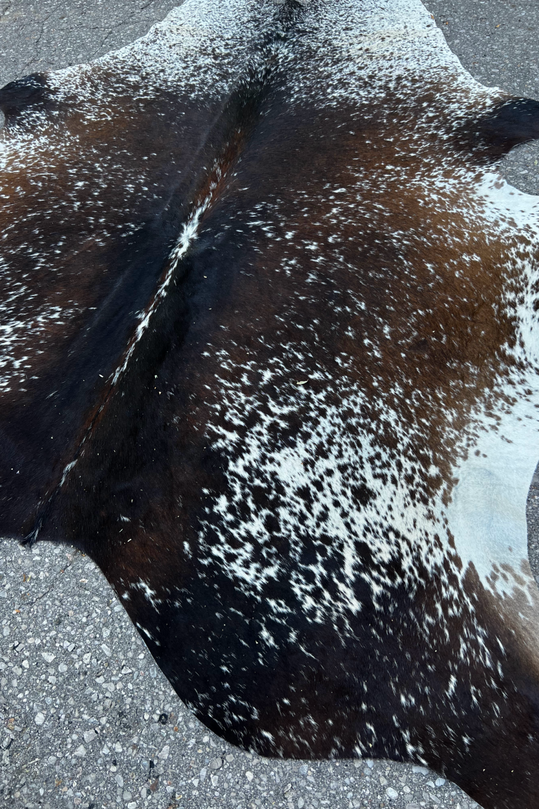 Cowhide Rug 34