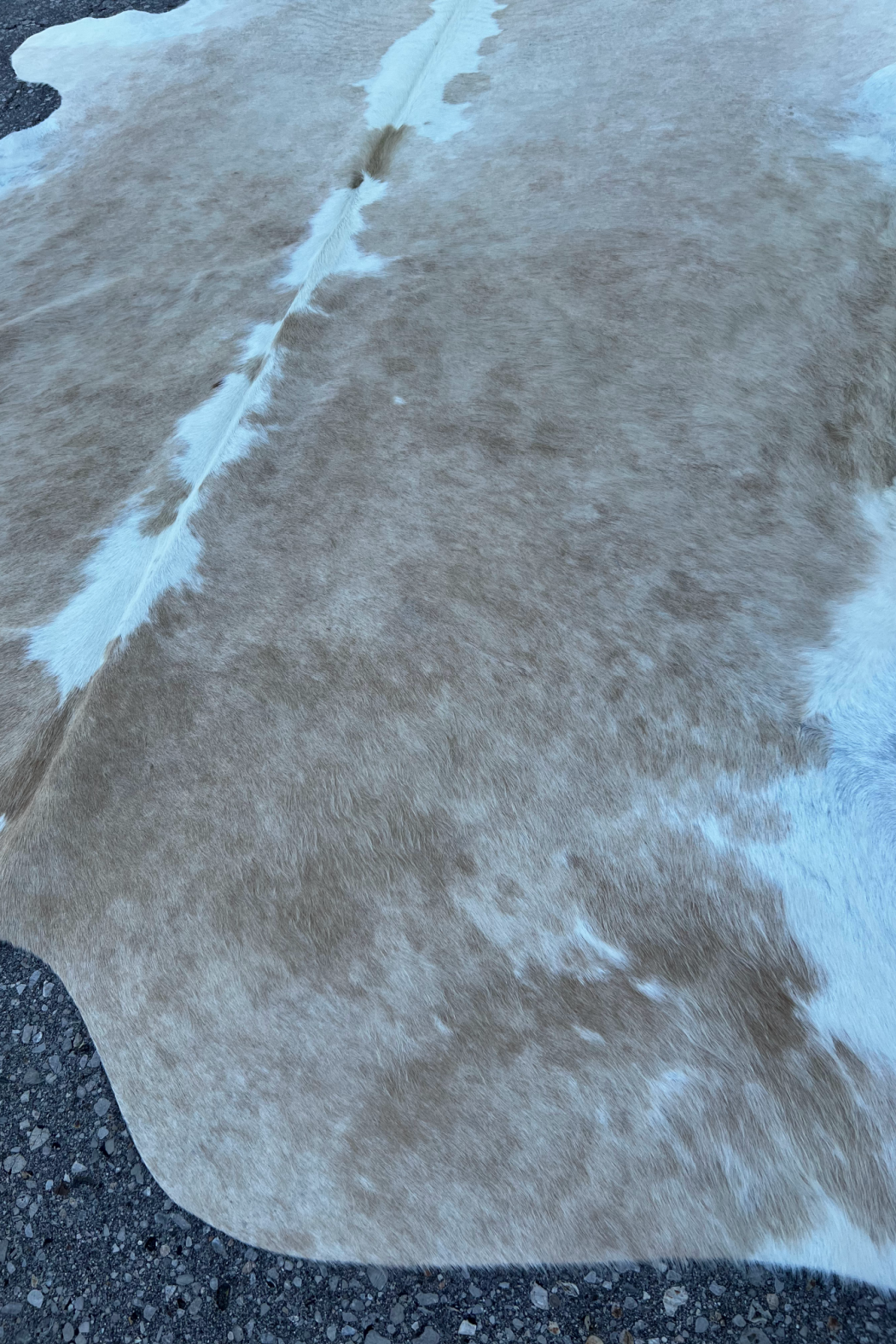 Cowhide Rug 18